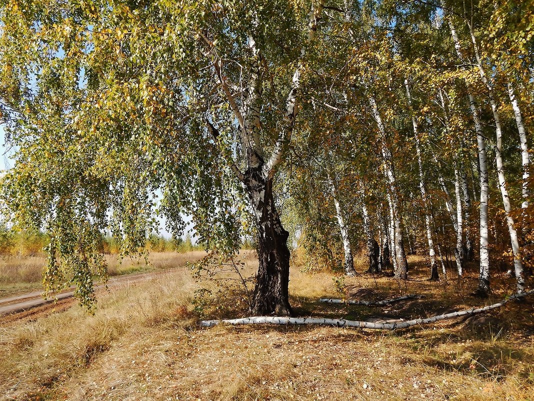 Опять прощаемся мы в сентябре.. - Валентина Пирогова