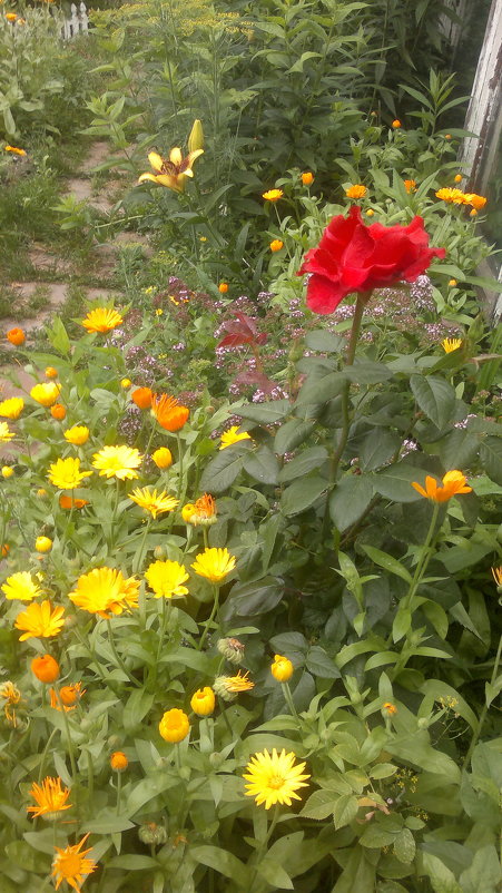 мой сад - Альпинина 