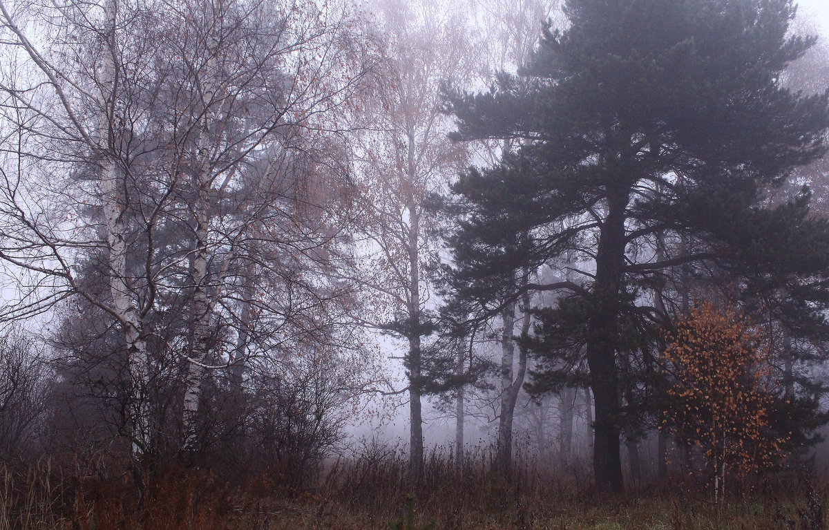 Ой, туманы мои, растуманы,   ой, родные леса и луга - Татьяна Ломтева