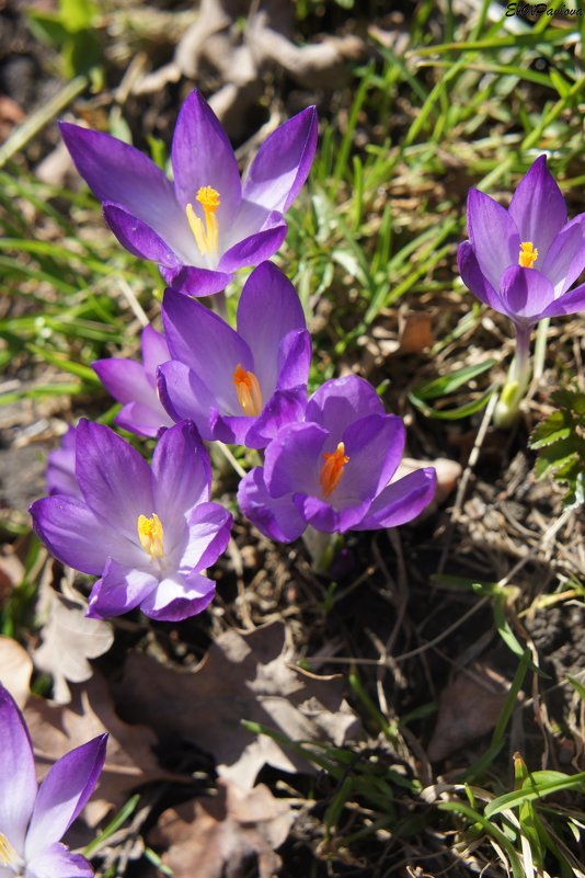 Цветы крокусы (шафран) - предвестники весны - Елена Павлова (Смолова)