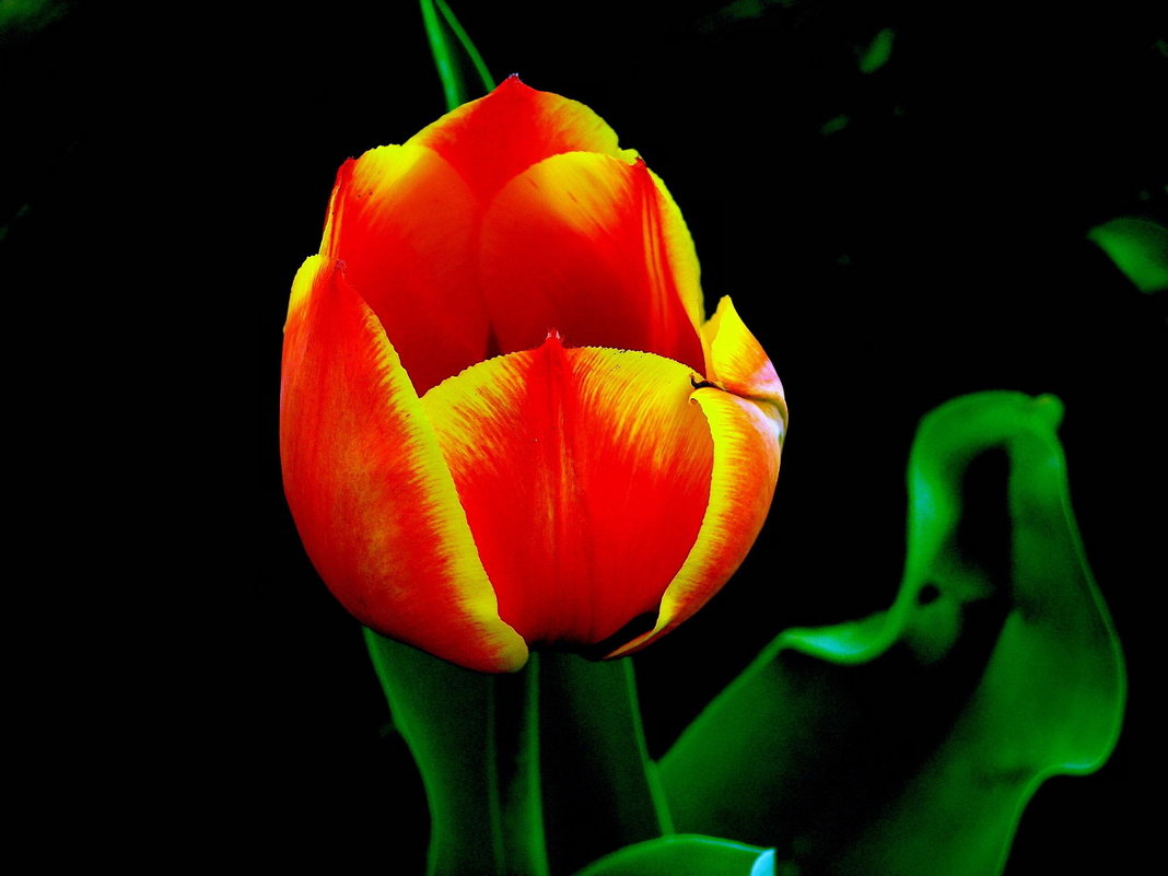 Тюльпан в ночи - Александр Резуненко