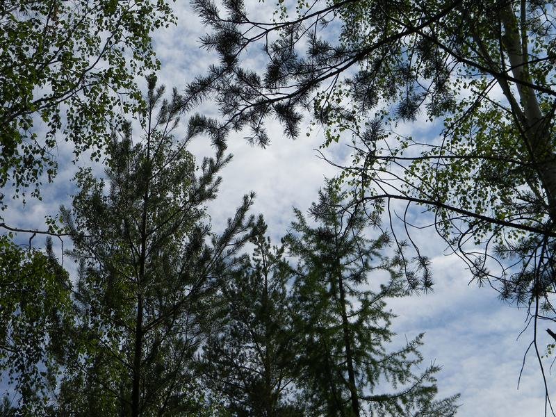 Небо в лесу - Владимир Виноградов
