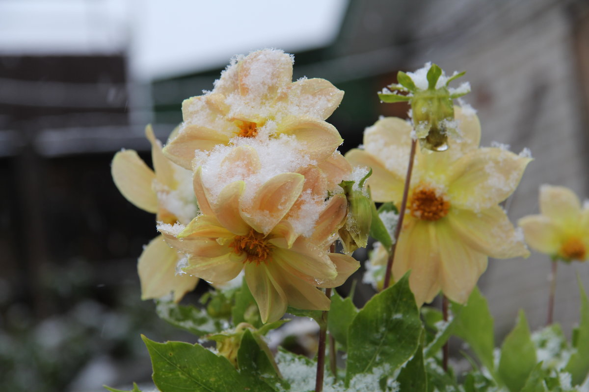 цветочки в снегу - Наталья Ястребова