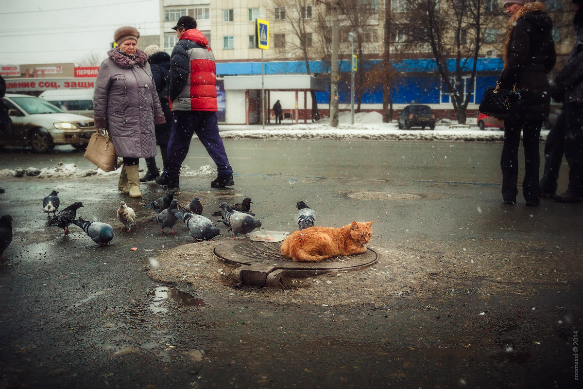 котик рыженький - Виталий Нагиев