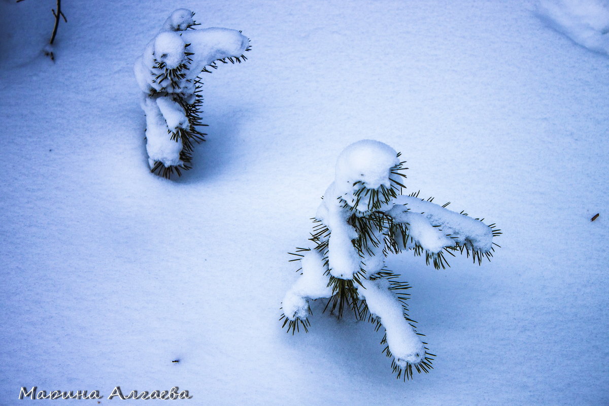 Соревнования снежных человечков - Марина Алгаева