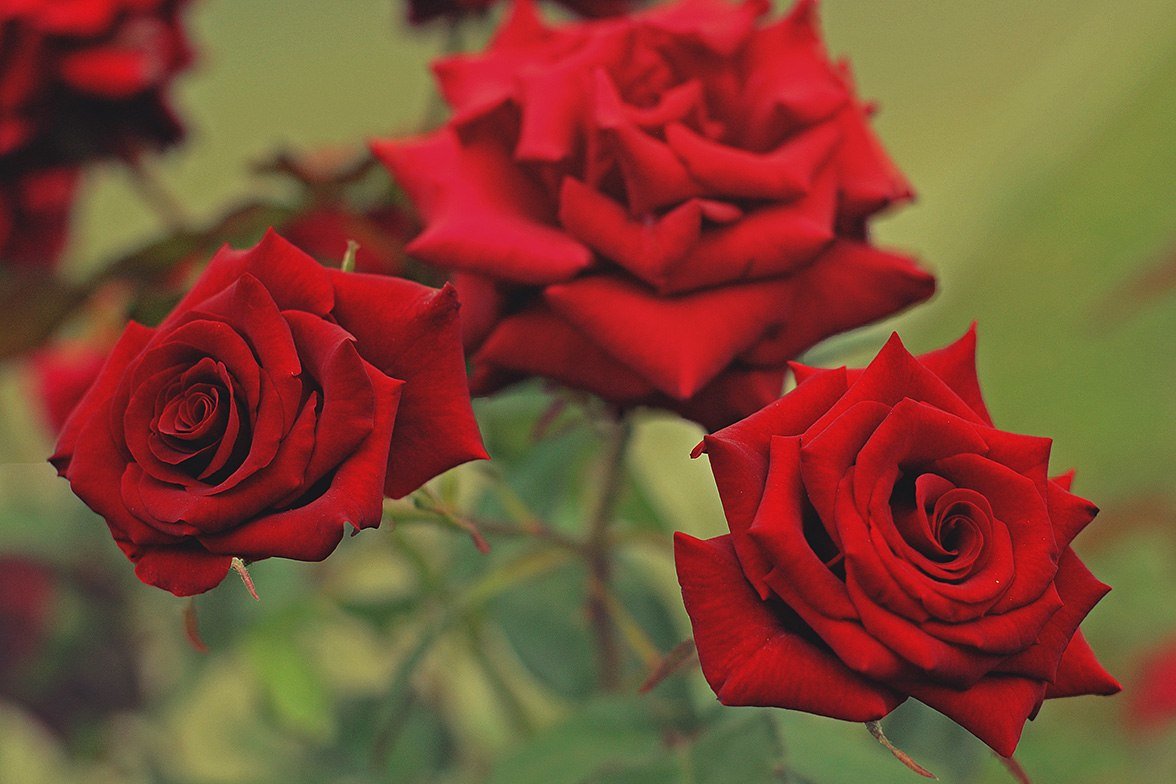 Розы для Нины северянки от меня :) - Alisa S.