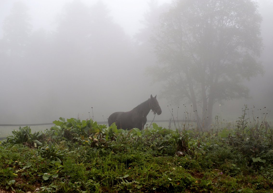 Лошадка в тумане - Alex Sokolov