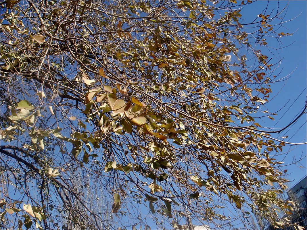 Шептались листья на ветру... - Нина Корешкова