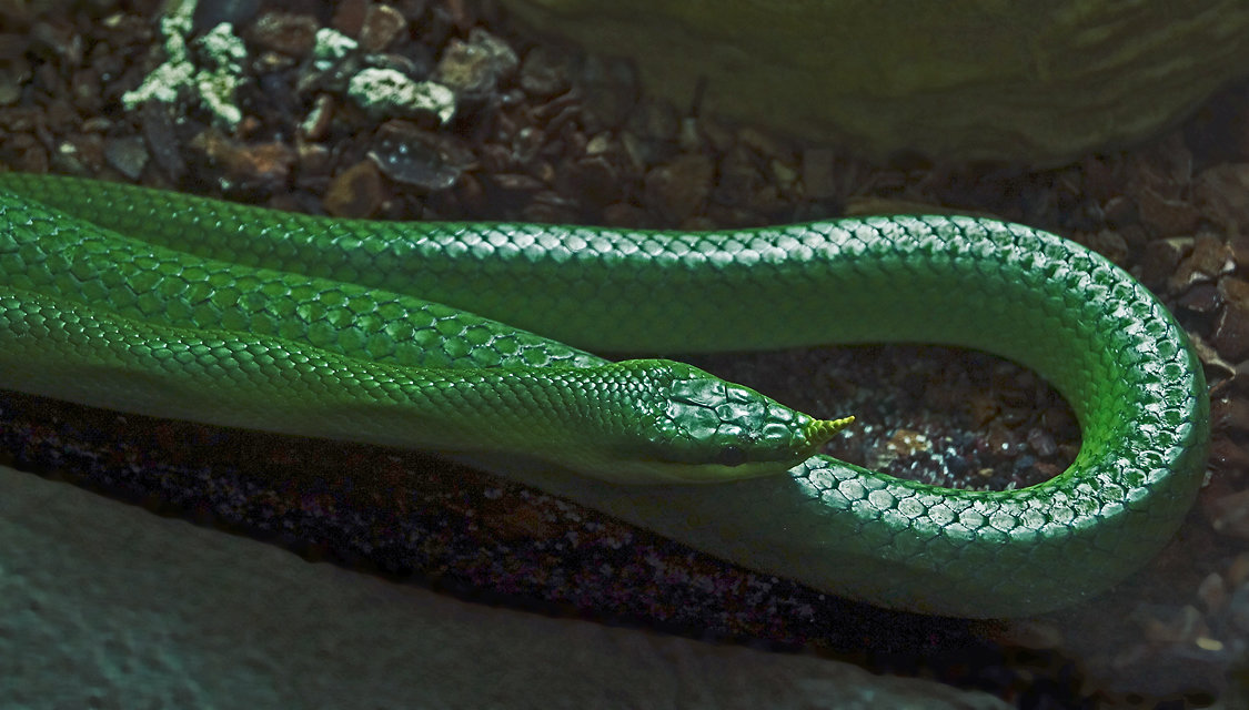 Так вот значит ты какой, зеленый змей! :)) - Андрей 
