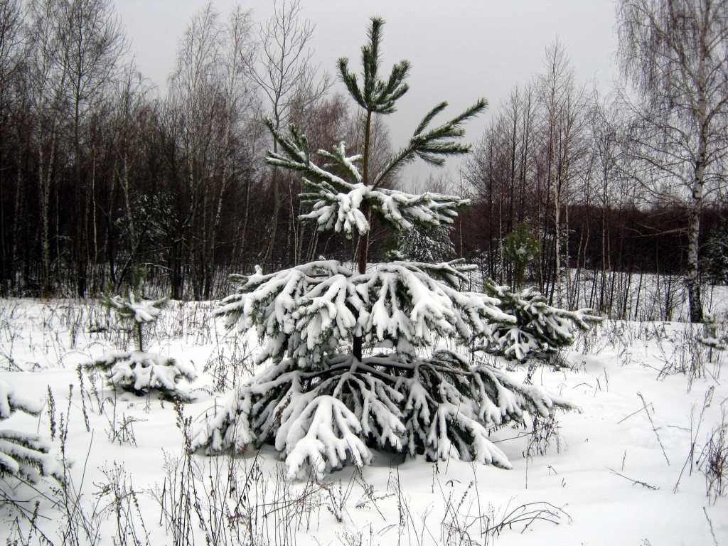 Зима в лесу_0002 - kuvist 
