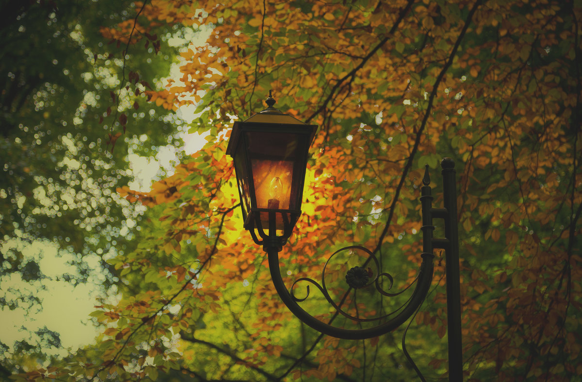 Glowing lantern in autumn park - Сергей 