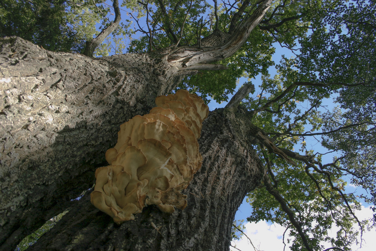 Древесный гриб (из жизни деревьев) - Сергей Глотов