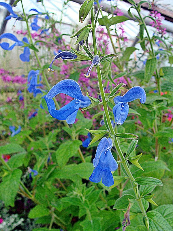 Salvia patens Oceana Blue Salsyll / Шалфей - laana laadas