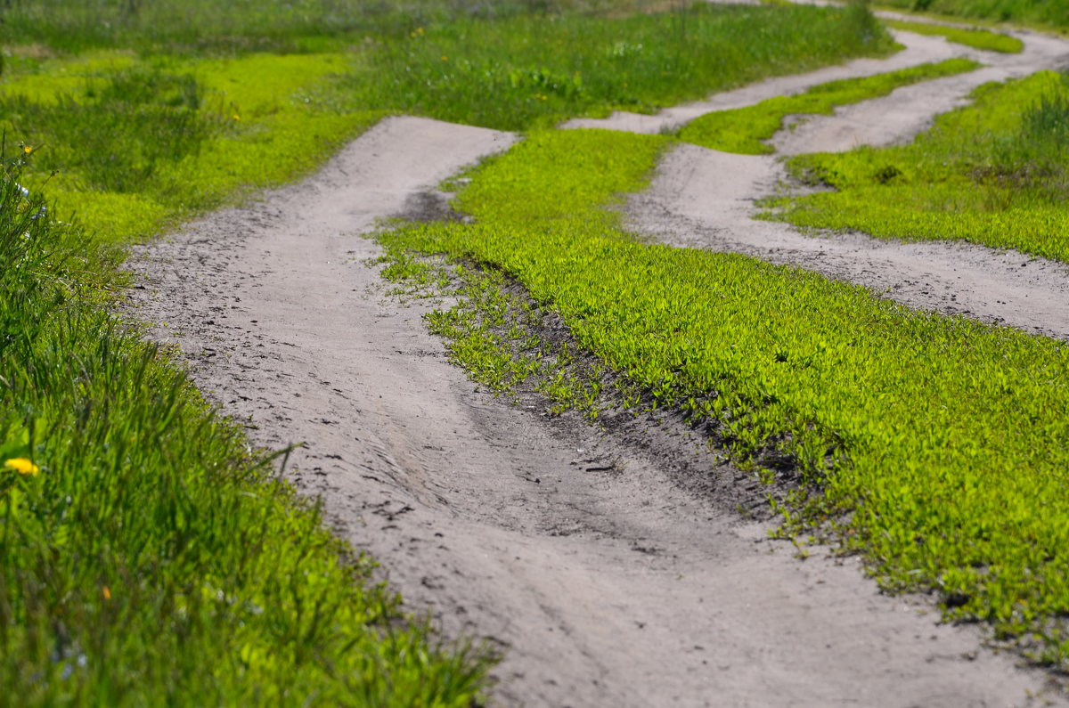 дорога - Маргарита Просветова