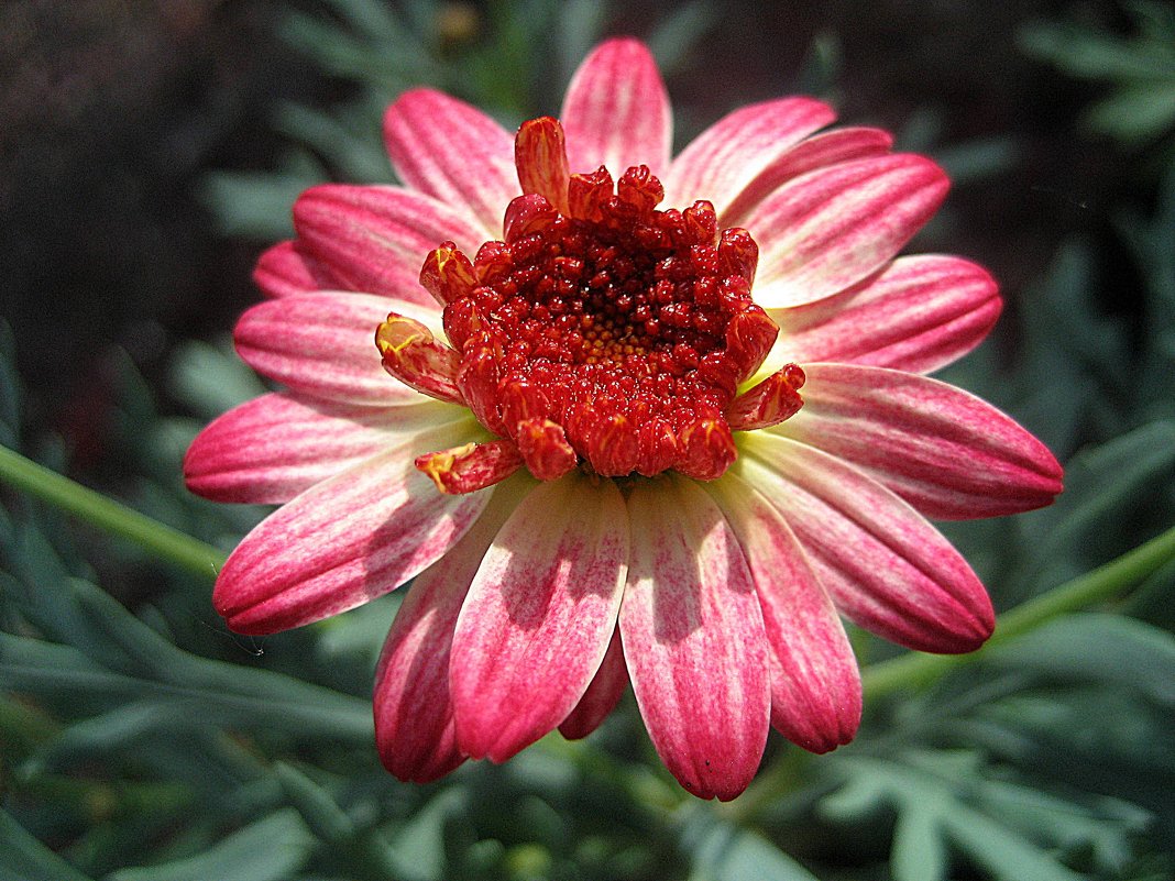 Argyranthemum - laana laadas