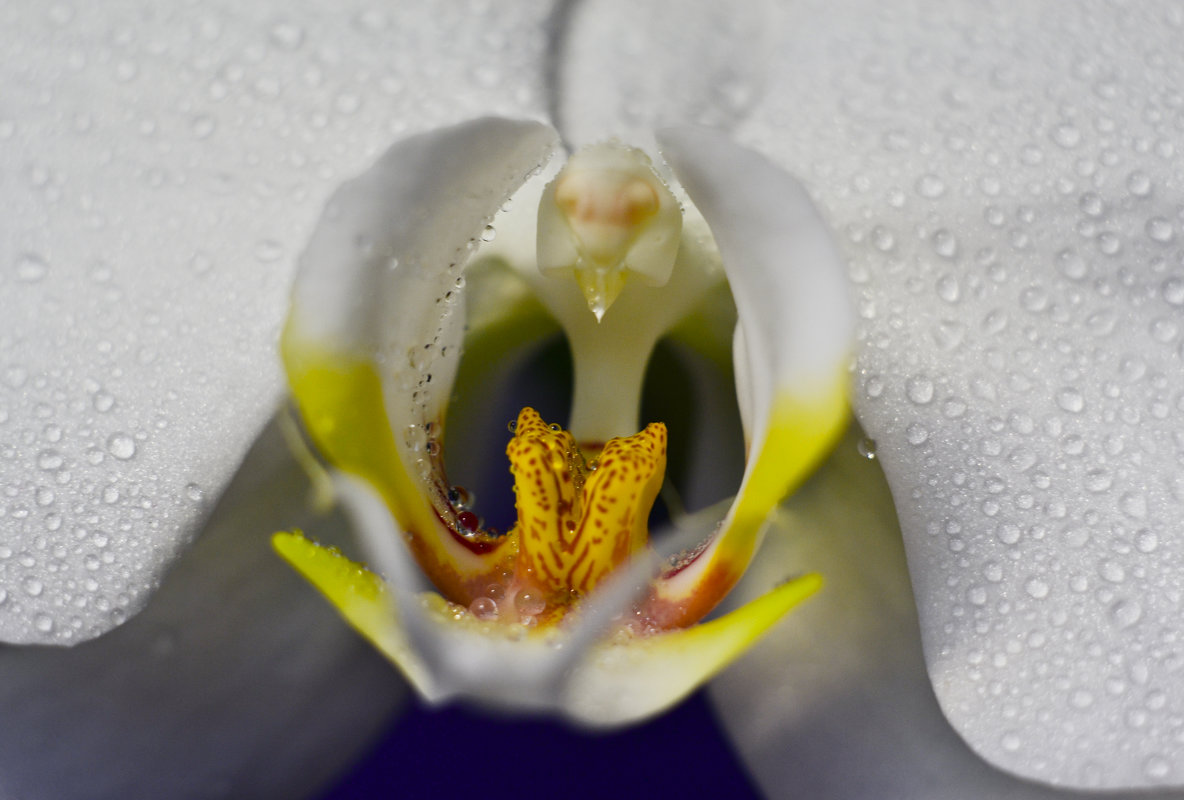 орхидея - ганичев алексей 