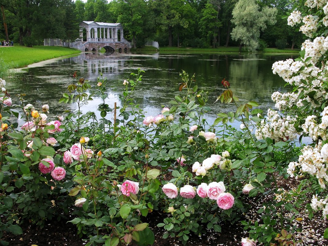 Розы в Екатерининском парке. - ТАТЬЯНА (tatik)