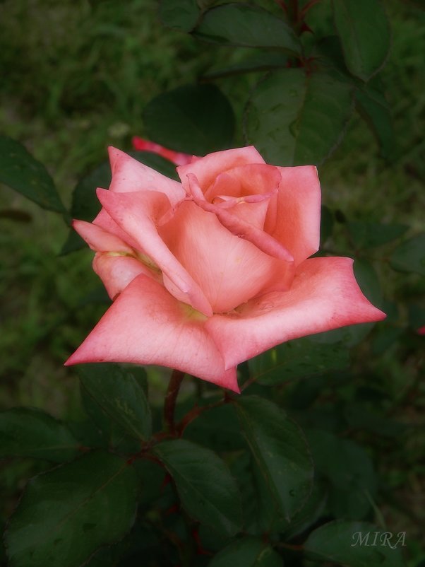 Розовая роза... - *MIRA* **