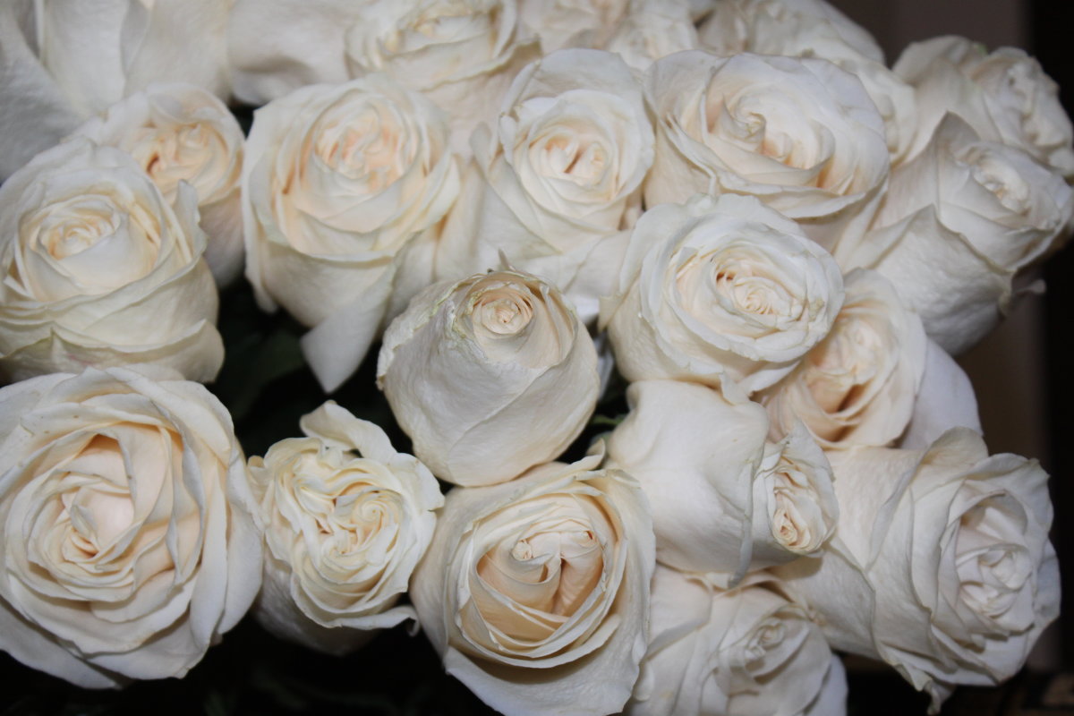 Белые розы - Людмила 