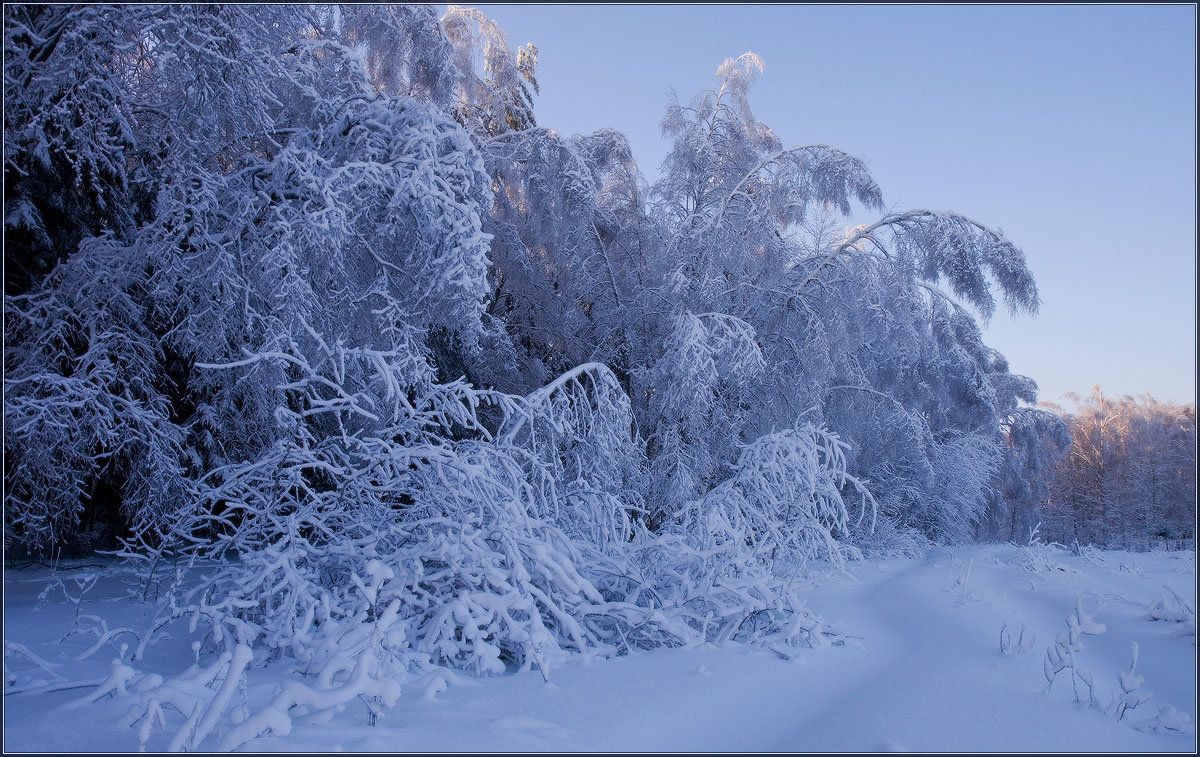 Зимний лес - Надежда Лаврова