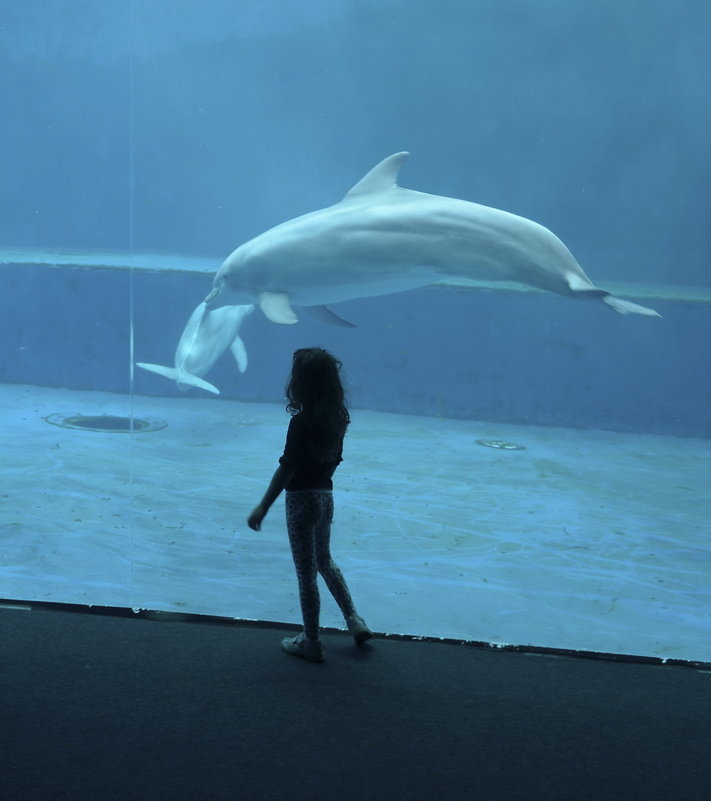 Девочка и дельфин - Марина Лучанская