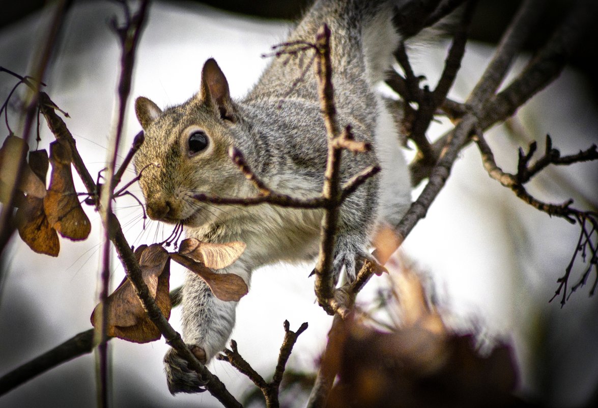 squirrel - Olga 