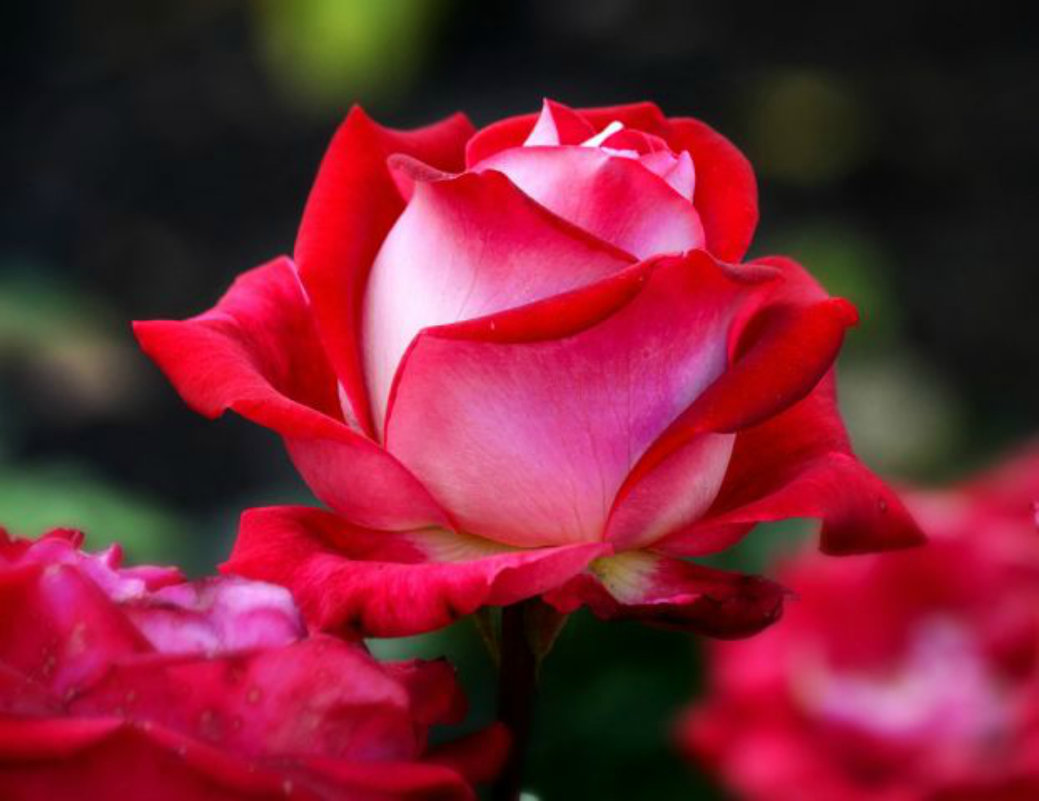 Розовая роза! - Катерина Фролова
