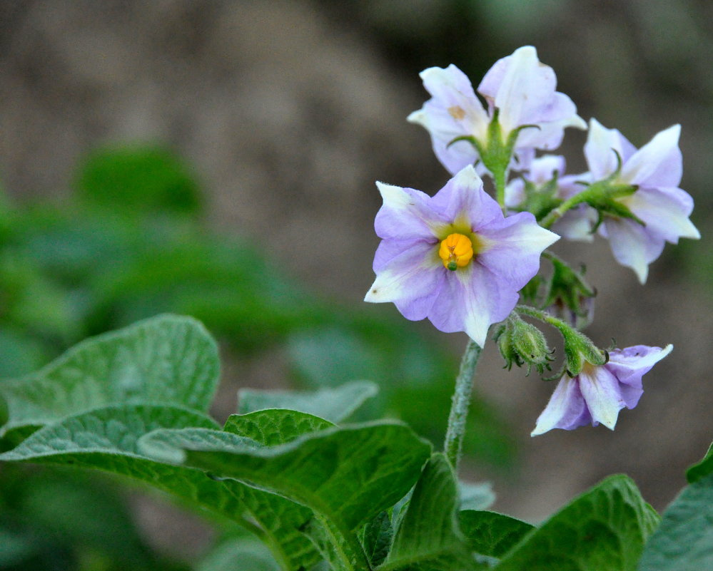 цветет картошка в огороде - Богдан Вовк