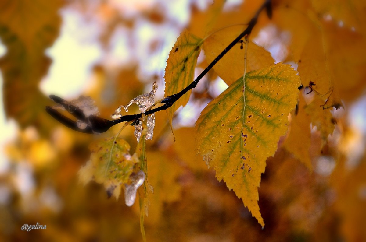 О листьях поздней осени.... - galina tihonova