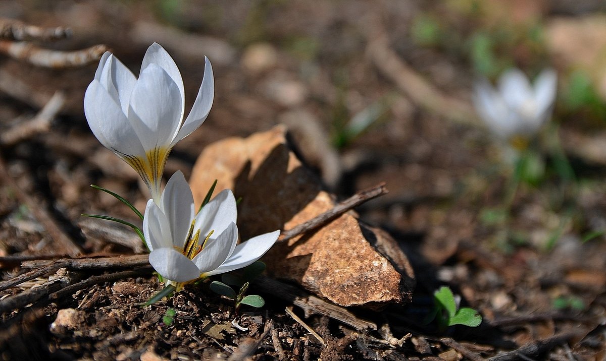 15.11.14 Шафран (крокус) зимний - Crocus hyemalis. Иудейские горы, ноябрь - Борис Ржевский