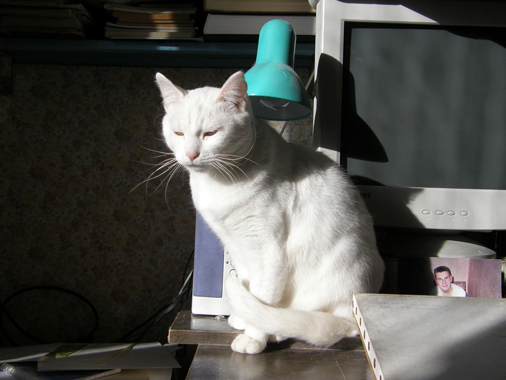 белая кошка и зелёная лампа - Александр Корнелюк