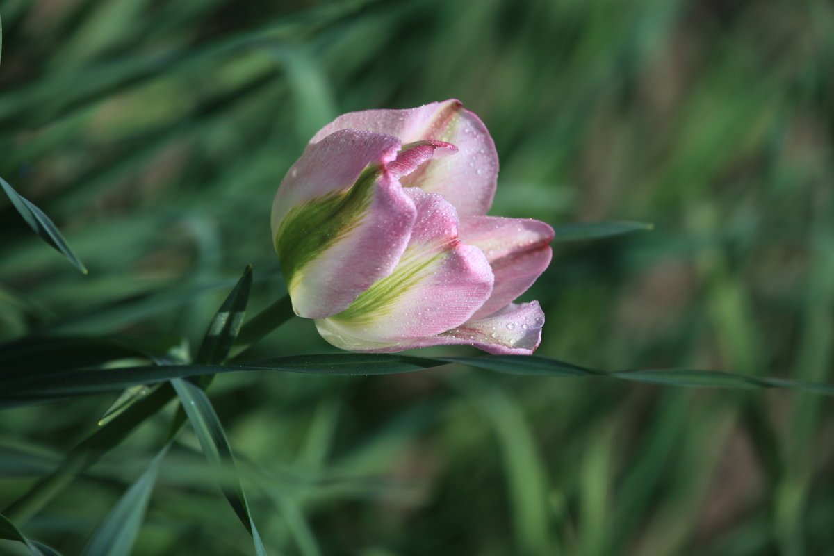 тюльпан целеноцветковый - Irina Fabien