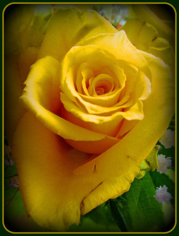 Желтые розы - Сергей Карачин