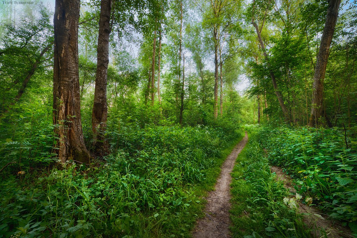 Утро в лесу - Ю Д