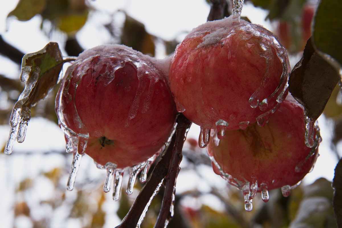 Яблоки во льду - Владимир Макаров