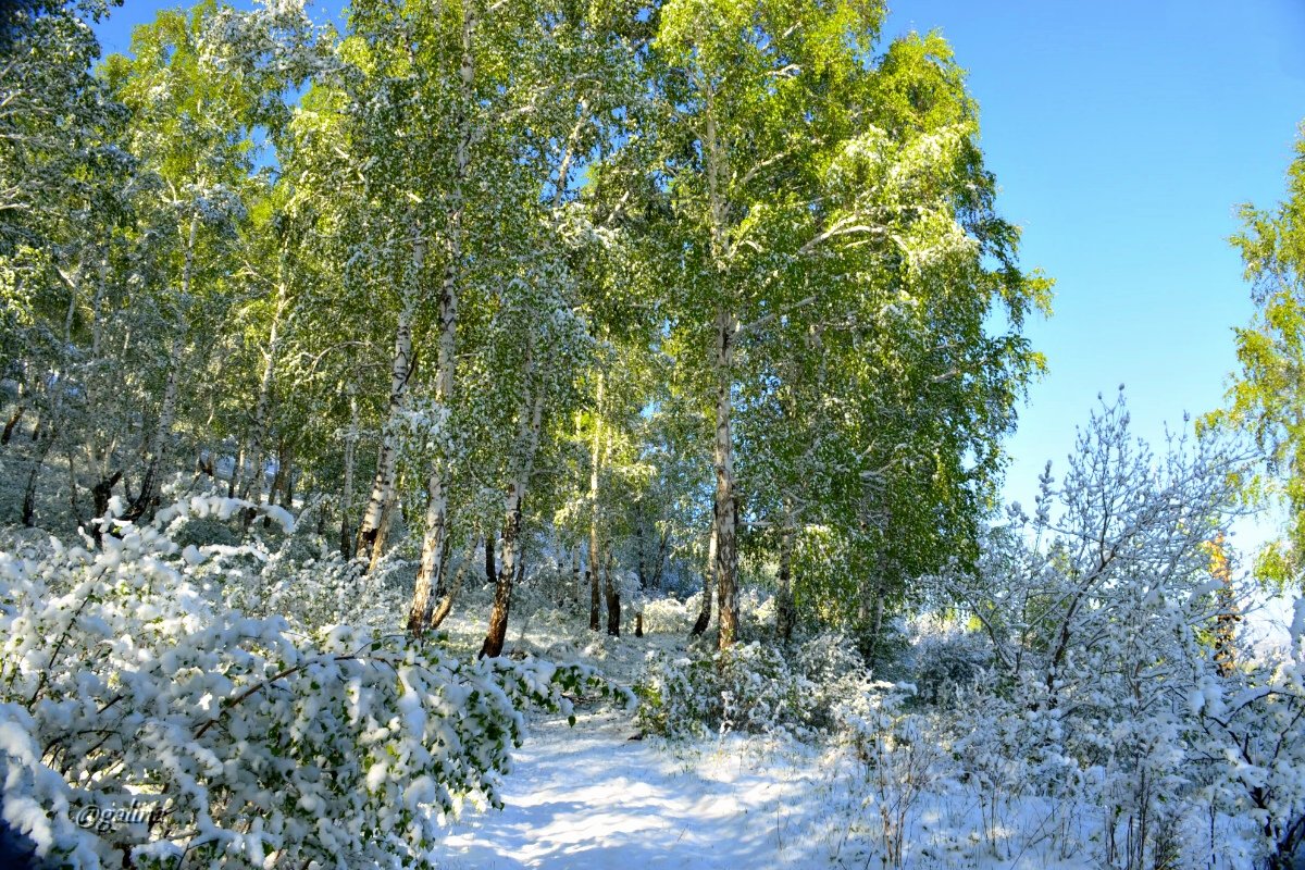 Заснеженный лес весенним майским  утром - galina tihonova