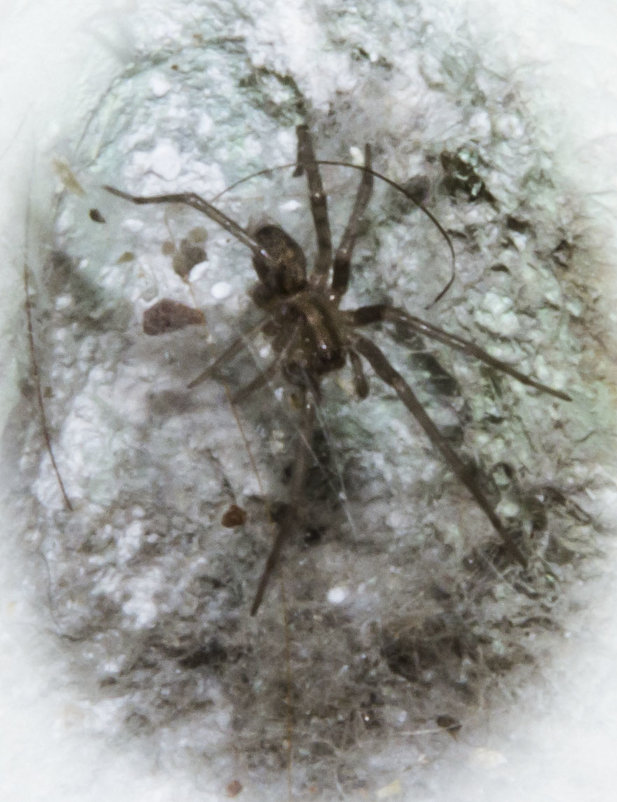 Воронковый паук - Aнна Зарубина