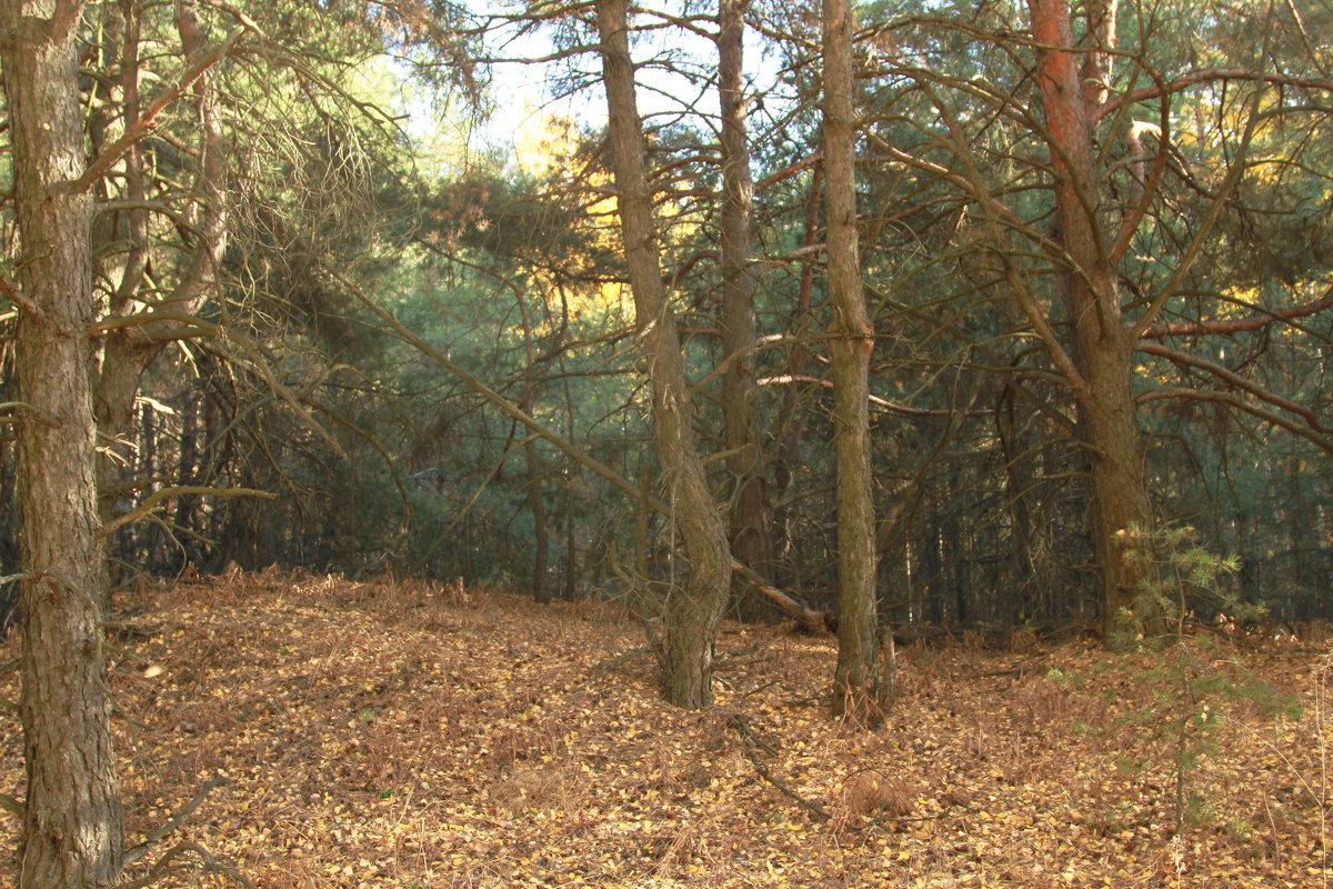 Сказочный лес - Ната Кривошеева