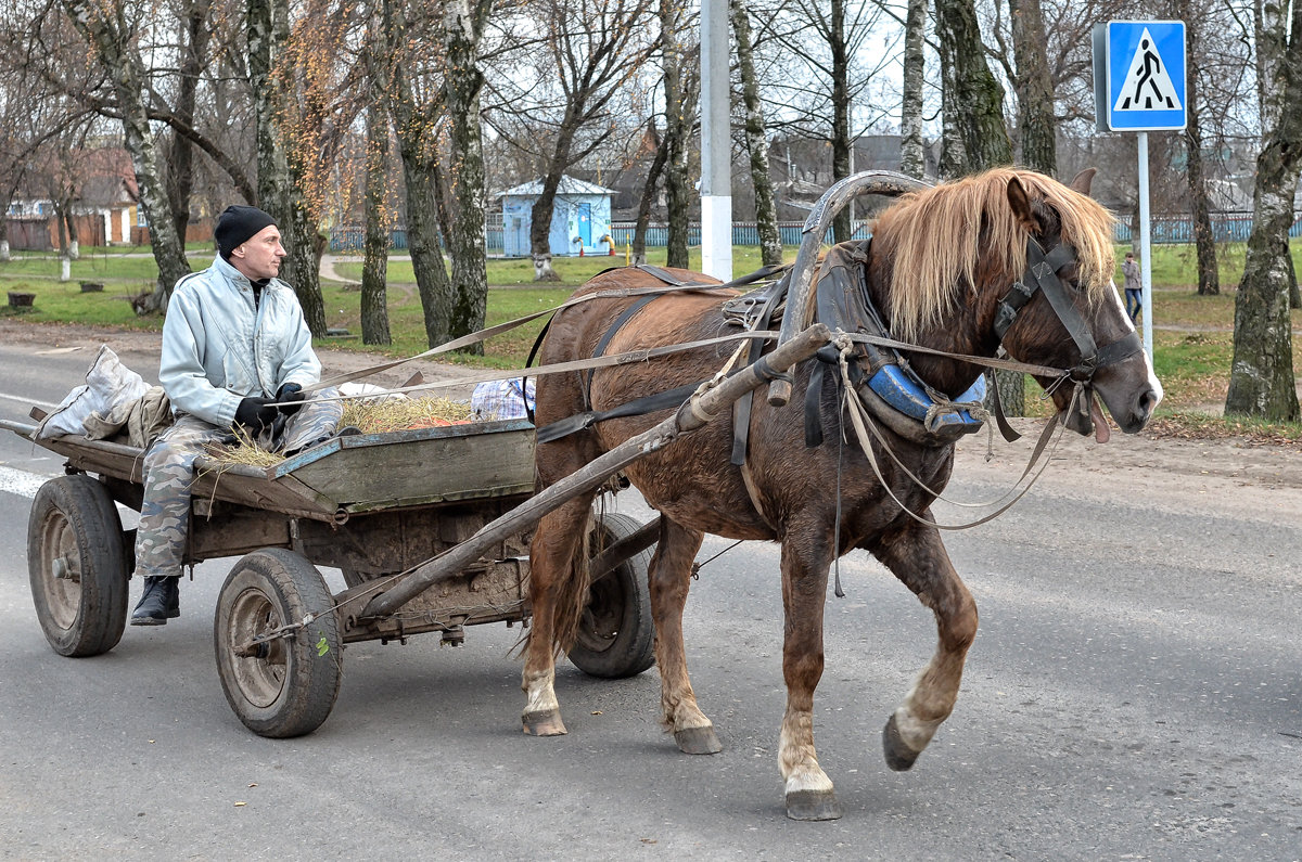 Лошадь в телеге картинки