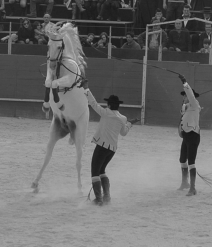 Момент, движение, лошади - Alena Soldatova