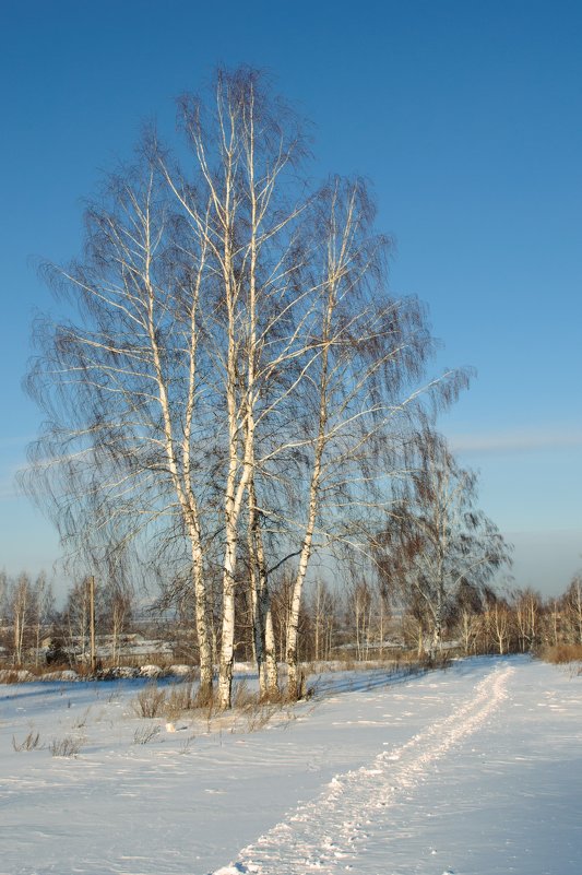 Зимняя тропа - Андрей Галушин
