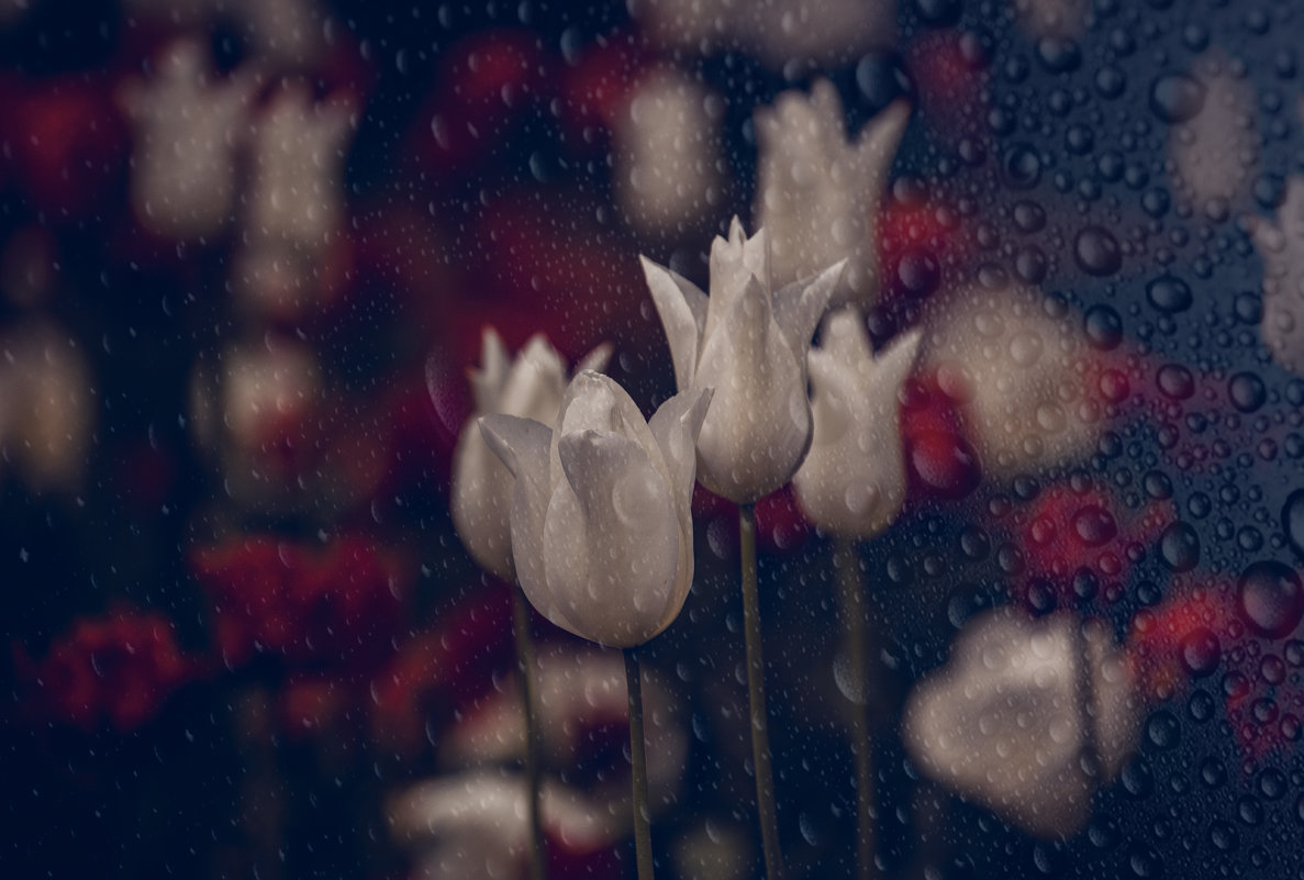 Из серии..."Цветы и дождь."(Нидерланды). - Александр Вивчарик