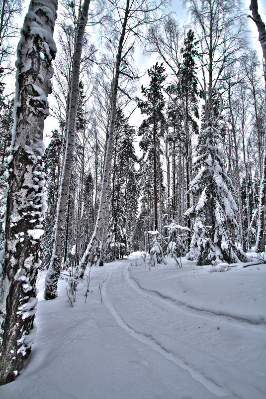 зимний лес - евгений Смоленцев