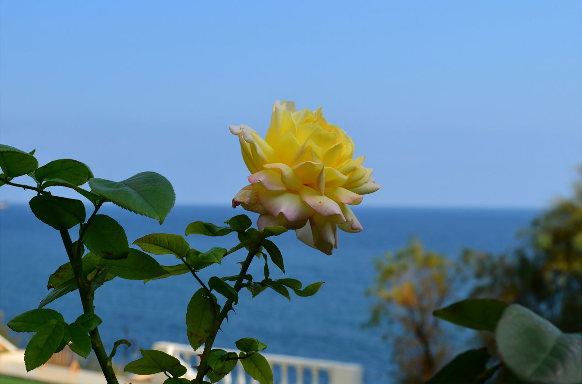 Морская роза - Marina Timoveewa