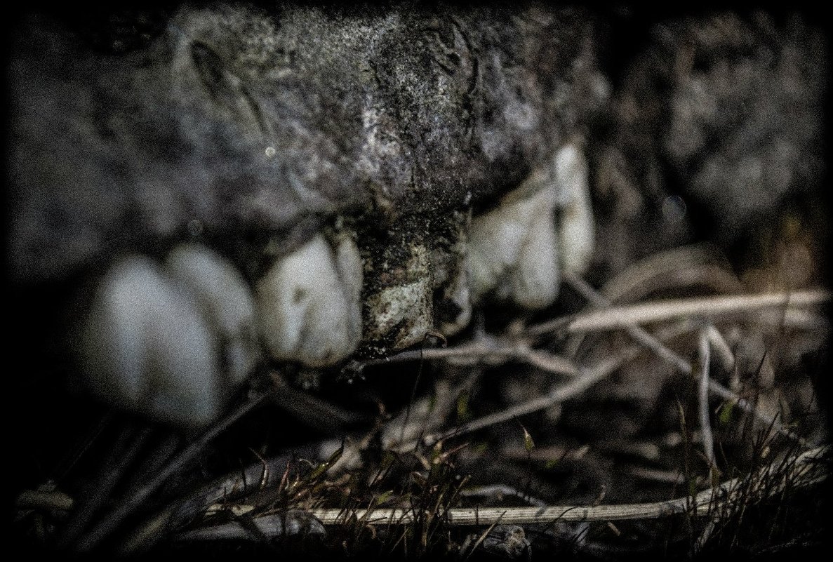 Мертвые зубы - Lor De-Mall
