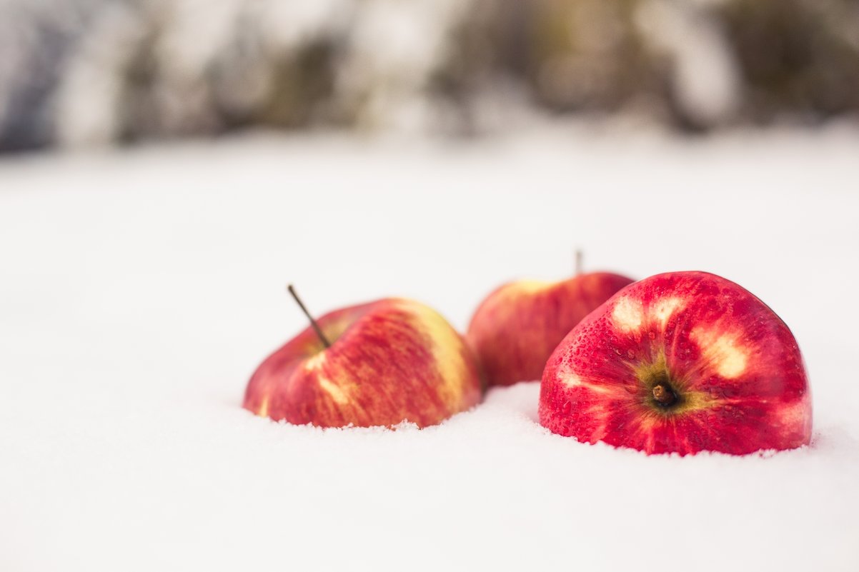 Яблоки на снегу - Елена Сергиенко