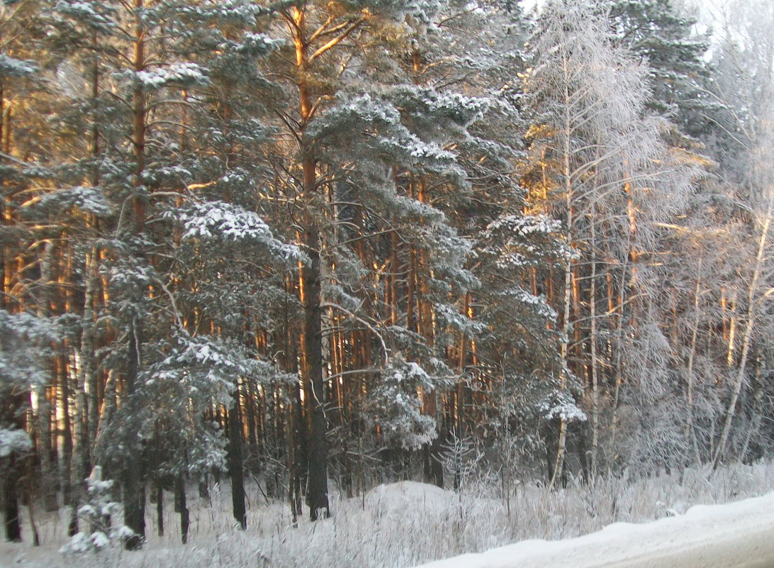 зимний лес - Александр Швец