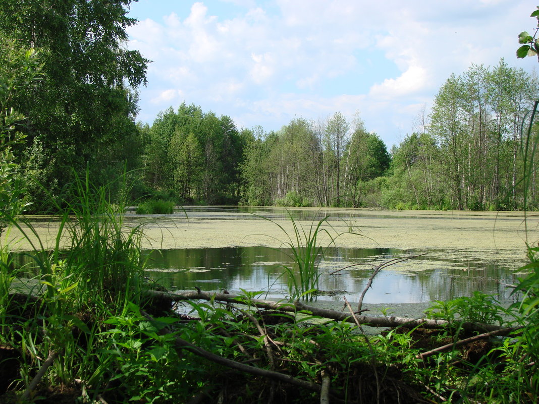 Озеро в лесу - Damir Si