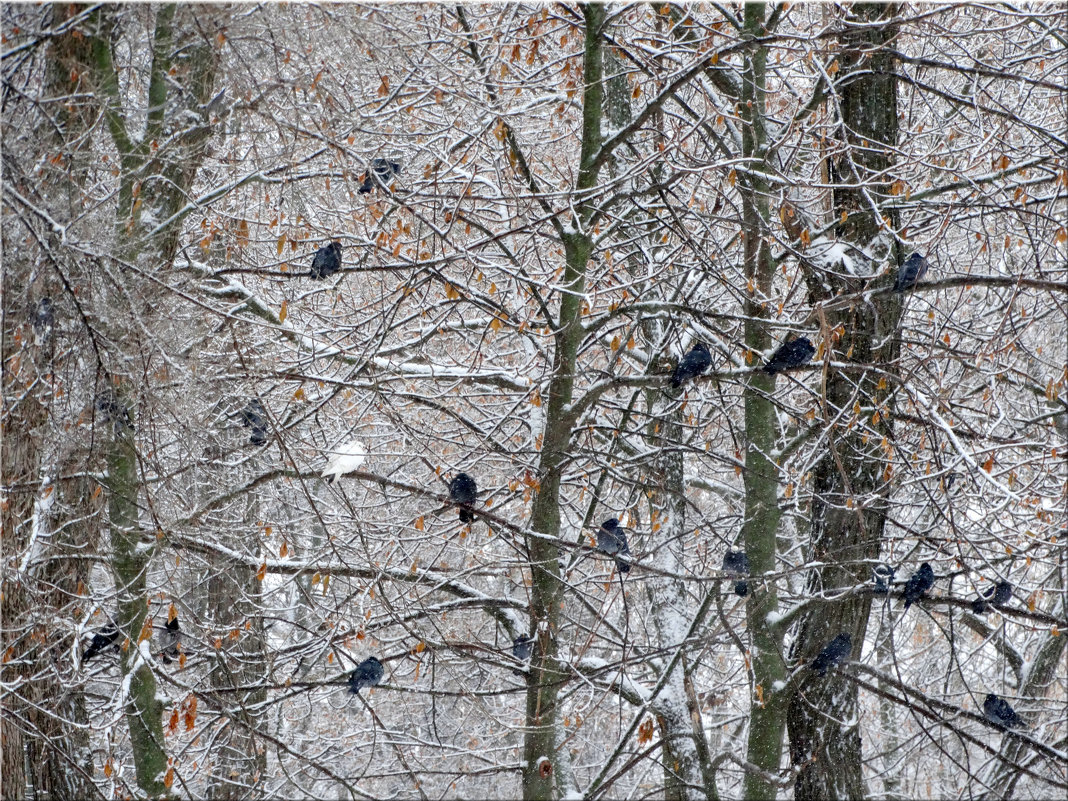 Птицы в зимнем парке... - Тамара (st.tamara)