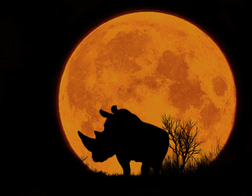 Носорог (из серии ночные силуэты)... - олег 